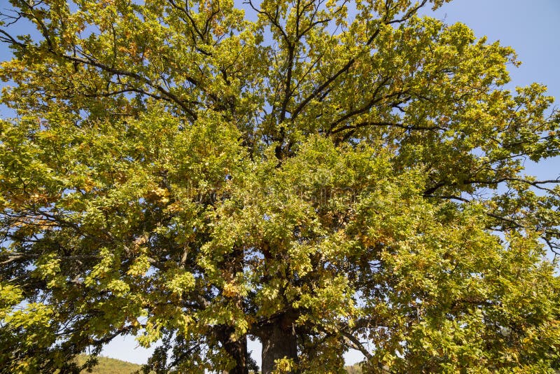 Huge Centennial Oak Tree on a Field Stock Image - Image of scenery