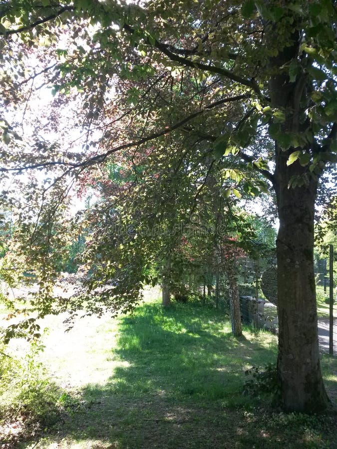 Huge copper beech tree stock photo. Image of summer 116105800