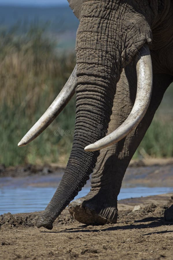 Huge Elephant Tusks