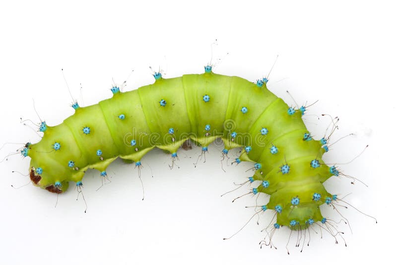 Huge Emerald Green Caterpillar Stock Photo - Image of wildlife, green