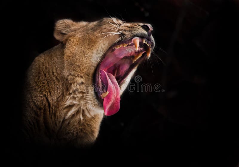 A huge face of a predatory lioness with a wide open red hungry voracious mouth, a lioness growls exposing fangs and a red tongue. isolated black background