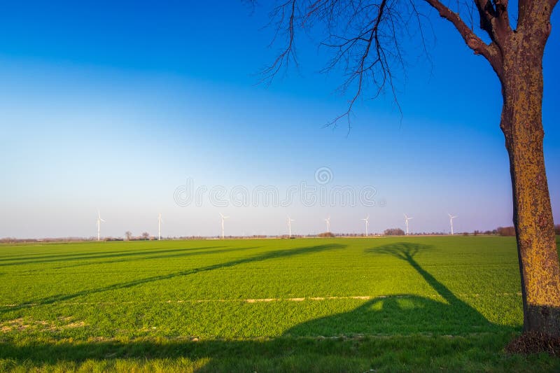 Huge field as far as the eye can see with the setting sun on the horizon. The warm light of the sun casts long shadows