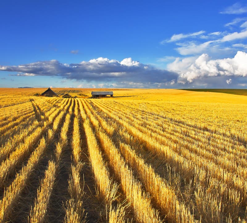 Huge Fields of Montana after a Harvest Stock Photo - Image of field