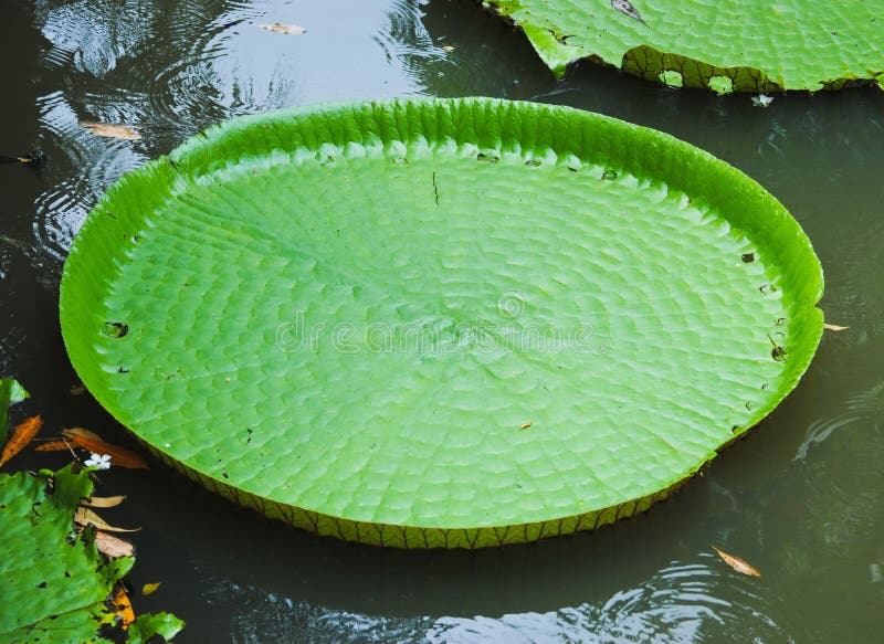 Huge floating lotus,Giant Amazon water lily,Victoria amazonia royalty free stock photos Huge floating lotus,Giant Amazon water lily,Victoria amazonia royalty free stock photos