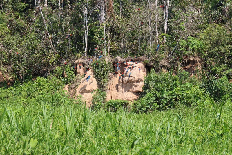 A Huge Flock of Scarlet Macaw Parrots Sitting in Trees and on a Clay ...