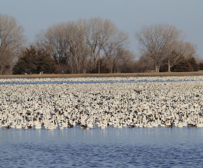 Snow Geese on lake
