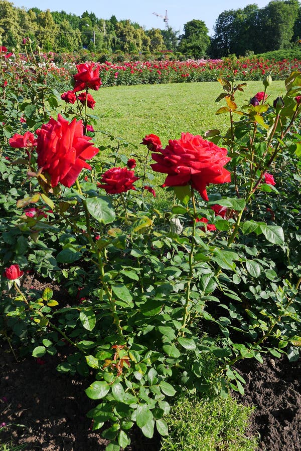 a bed of thorns and roses