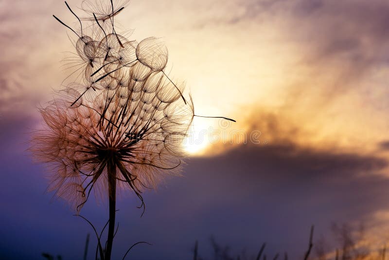 A huge fluffy dandelion against a dramatic sunset sky. Fuzzy architecture. Flower closeup.