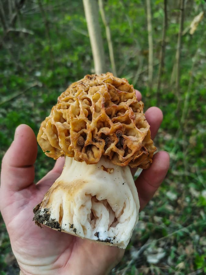 Huge Fresh Tasty Common Morel in the Spring and Forest Stock Image