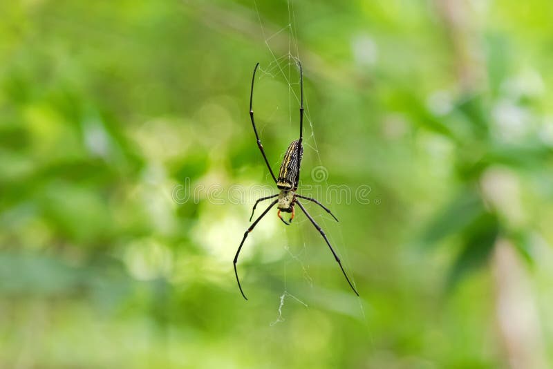 Huge Golden Silk Orb weaver spider hanging from its web stock photos Huge Golden Silk Orb weaver spider hanging from its web stock photos