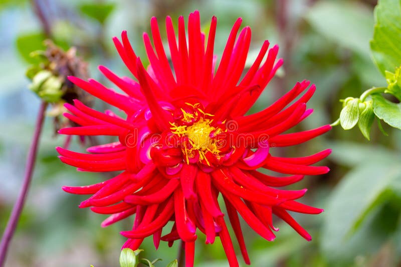 Huge and Gorgeous Dahlia Flower with Long Petals and Sun Inside Stock ...