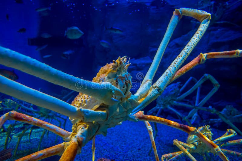 Huge Japanesse Spidercrab Inside of the Aquarium of Osaka in Japan