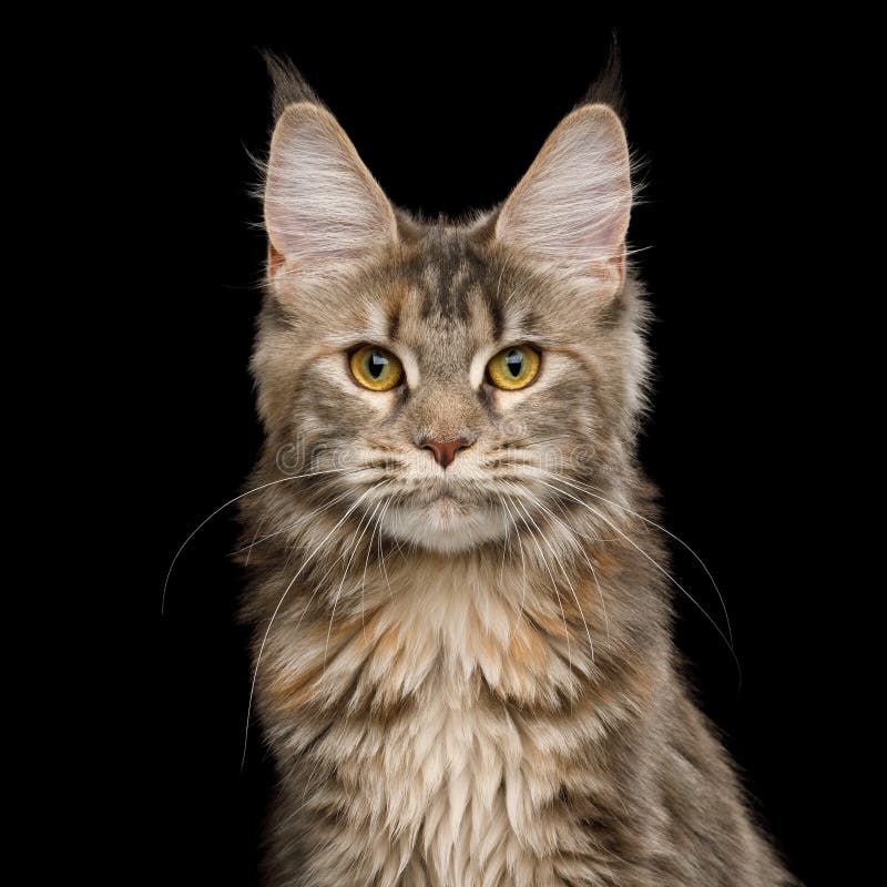 Huge Maine Coon Cat Isolated on Black Background Stock Photo - Image of ...