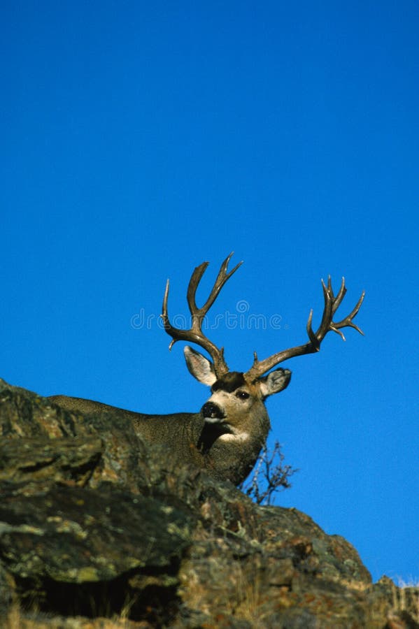 Typical Mule Deer Stock Photos - Free & Royalty-Free Stock Photos from ...