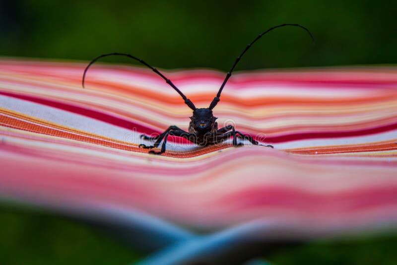Huge mustache beetle sitting on a tourist chair royalty free stock photography
