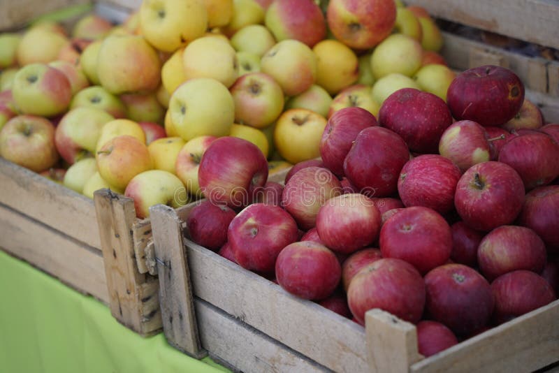 A Huge Number of Fresh Apples of Different Varieties on a Big Sale Stock Image Image of fruit