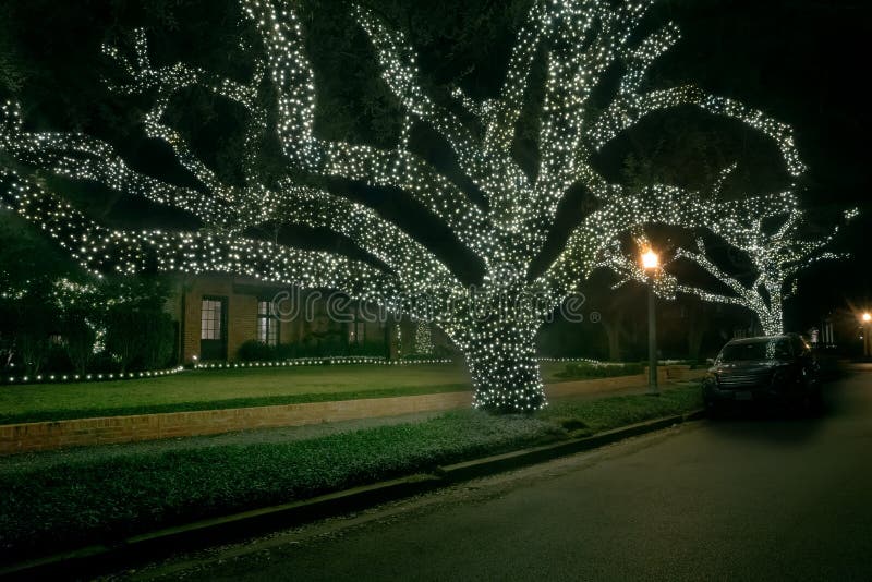 Huge oaks trees in the garlands of light. Christmas decor. Winter, Night, Houston, Texas, United States
