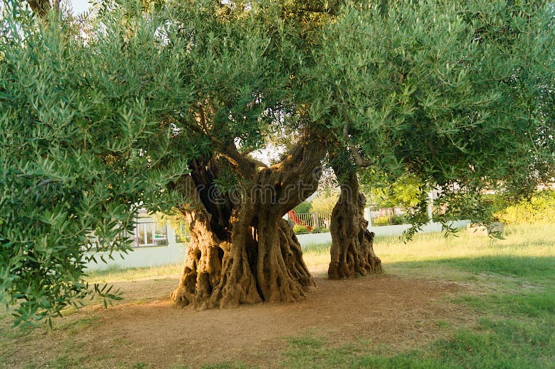 A huge, old olive tree royalty free stock image A huge, old olive tree royalty free stock image
