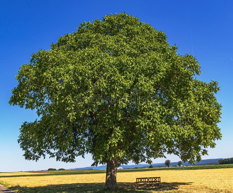 Huge old walnut tree Juglans regia in the middle of agricultural fields in midsummer. Hesse, Germany