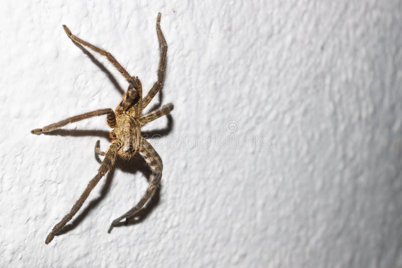 Huge spider on house wall in Peten, Guatemala royalty free stock images Huge spider on house wall in Peten, Guatemala royalty free stock images