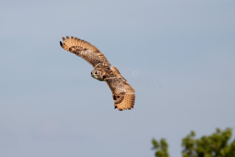 Huge owl flying against blue sky