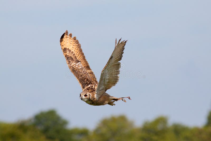 Huge owl flying against blue sky