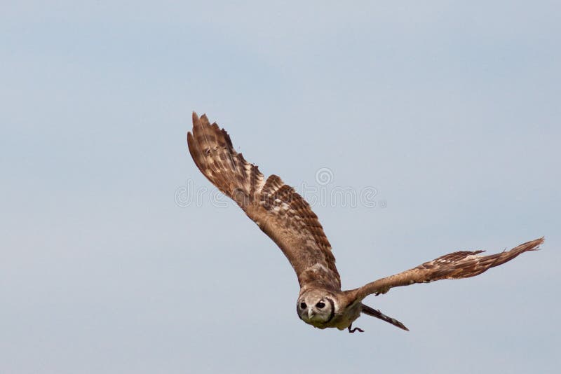 Huge owl flying against blue sky