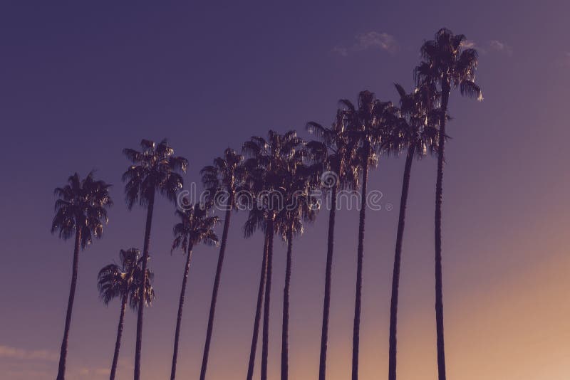 Huge Palm Trees Silhouettes In Front Of Purple And Yellow Evening Sky