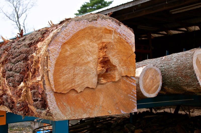 Pine Cutting stock photo. Image of green, branch, evergreen 7152
