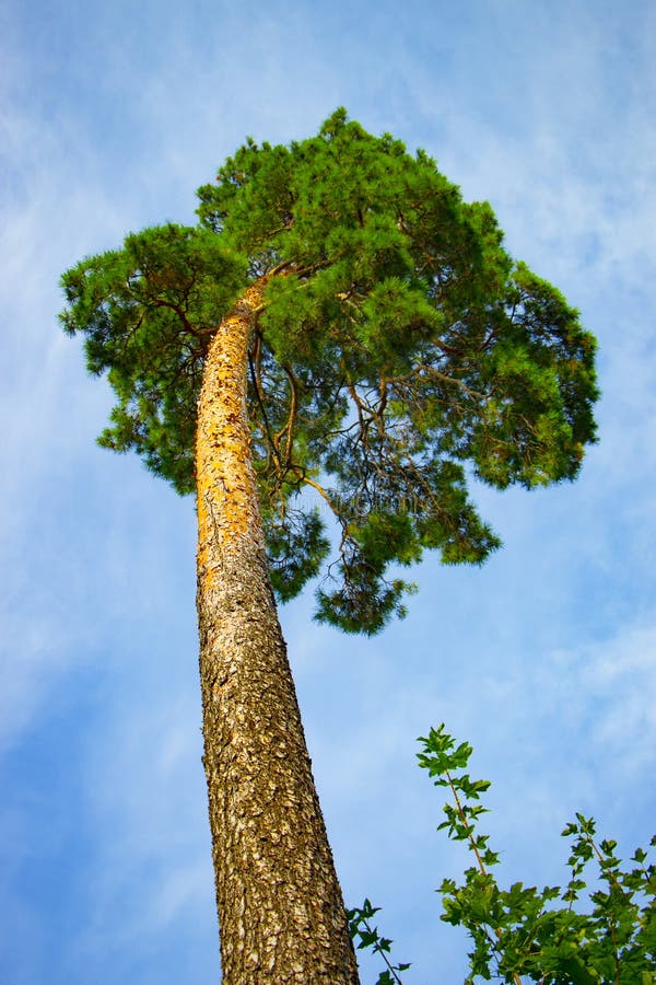 Bottom View On Huge Redwood Tree Stock Photo - Image of ...