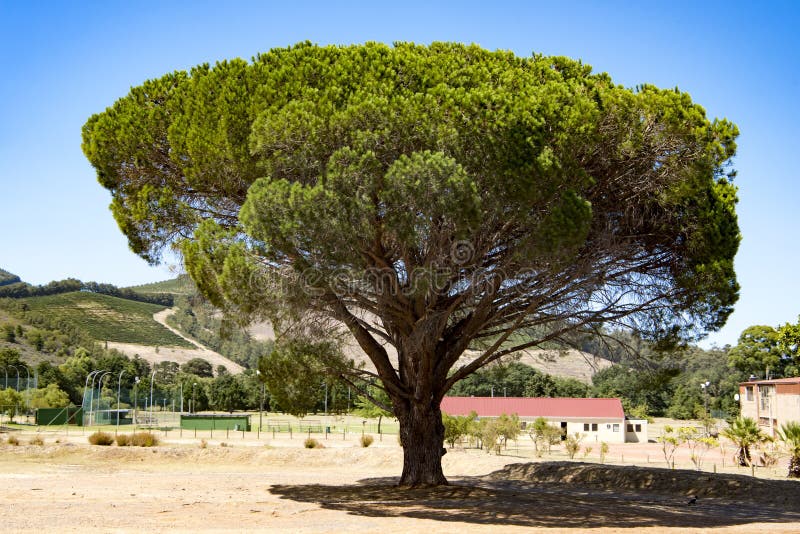 Pine tree stock image. Image of christmas, grow, environment 46185069