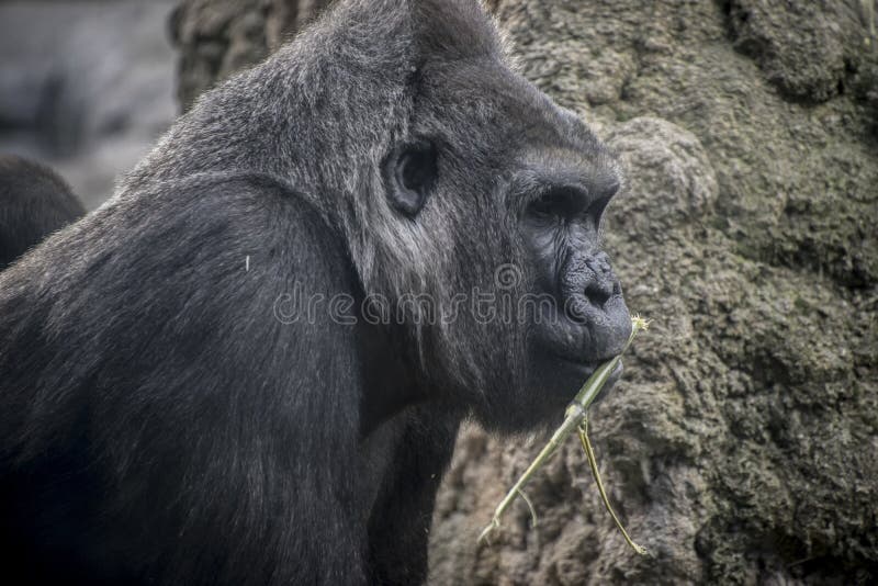 Huge and powerful gorilla, natural environment