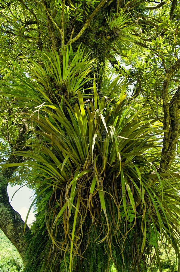 Huge Rainforest Tree Covered in Epiphytes Stock Photo - Image of nature ...