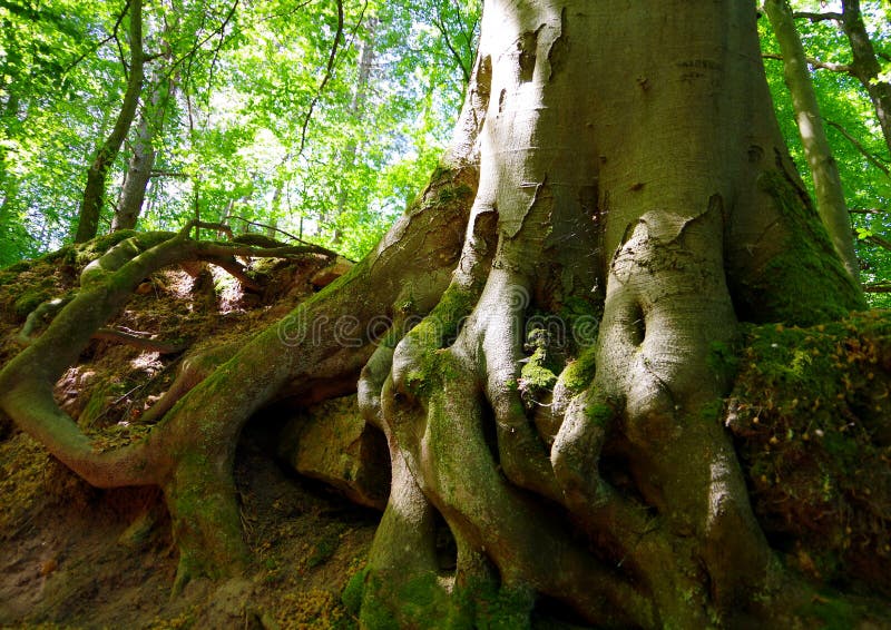 Huge Canopy Trees with Orange Skyline Stock Image Image of green, canopy 183996847