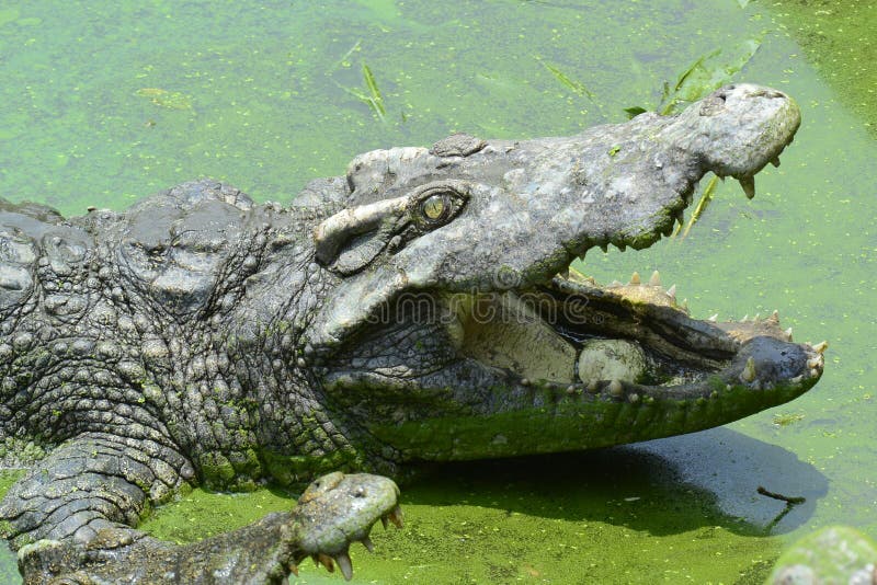 Salt Water Crocodile Stock Image Image Of Huge Alligator 116572113 Salt Water Crocodile Stock Image Image Of Huge Alligator 116572113