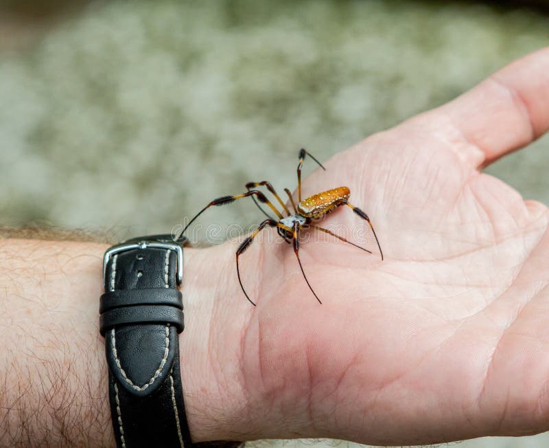 Banana Spider Images Download 597 Royalty Free Photos Page 3