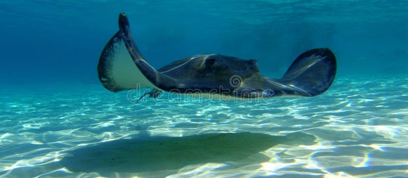 A large stingray flies towards me at stingray sandbar in the Cayman Islands. A large stingray flies towards me at stingray sandbar in the Cayman Islands