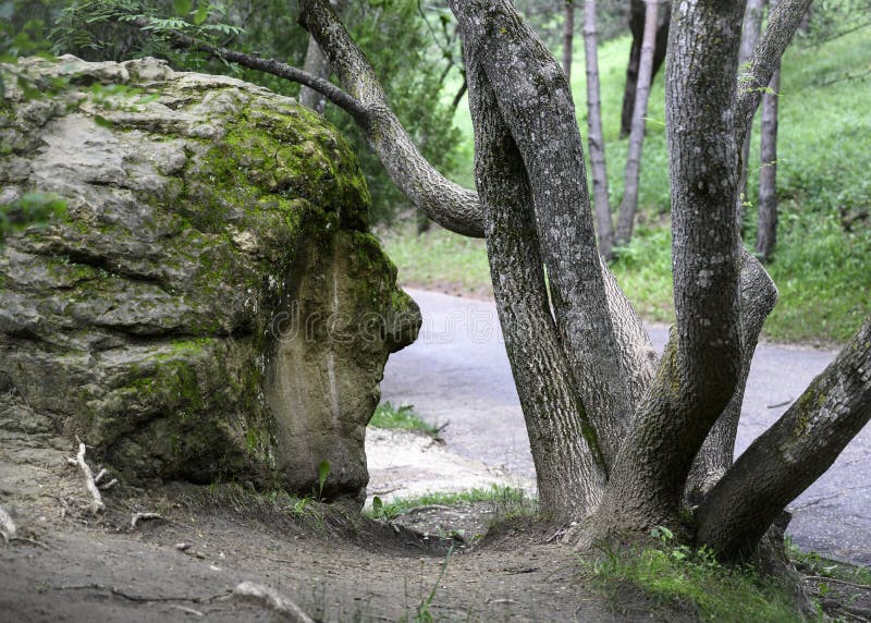 A huge stone in the form of a human head, reflecting under the curved trunk of a tree royalty free stock photos