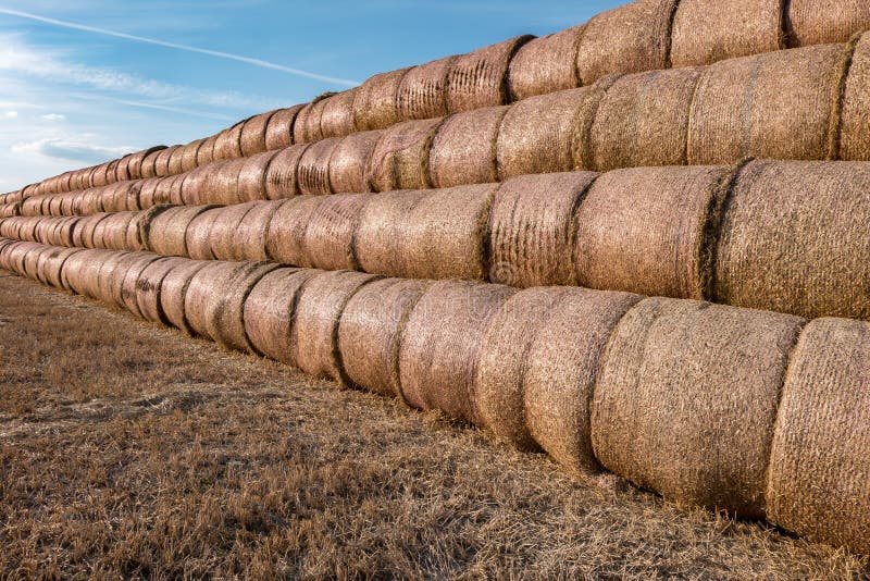 Huge straw pile of Hay roll bales on among harvested field. cattle bedding