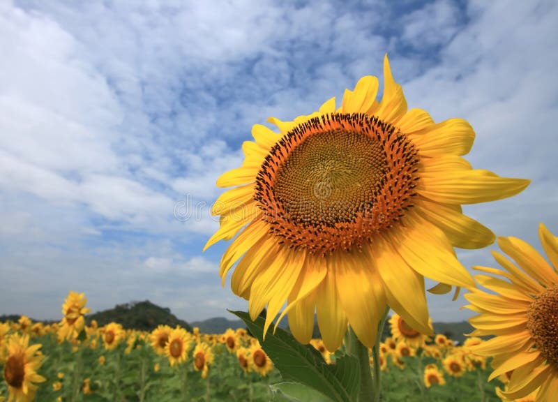 Huge Sunflower