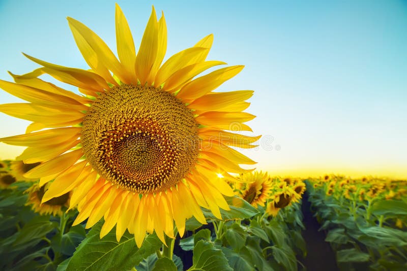 A huge sunny flower stock image. Image of flower, express - 144022871