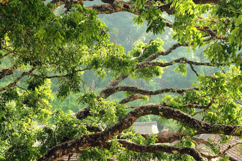 Huge tree branches