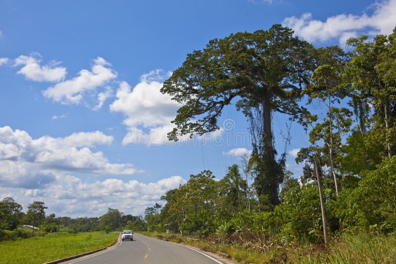 Huge tree beside the road stock image. Image of african 69969083