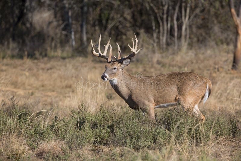 Huge typical whitetail buck with heavy antlers