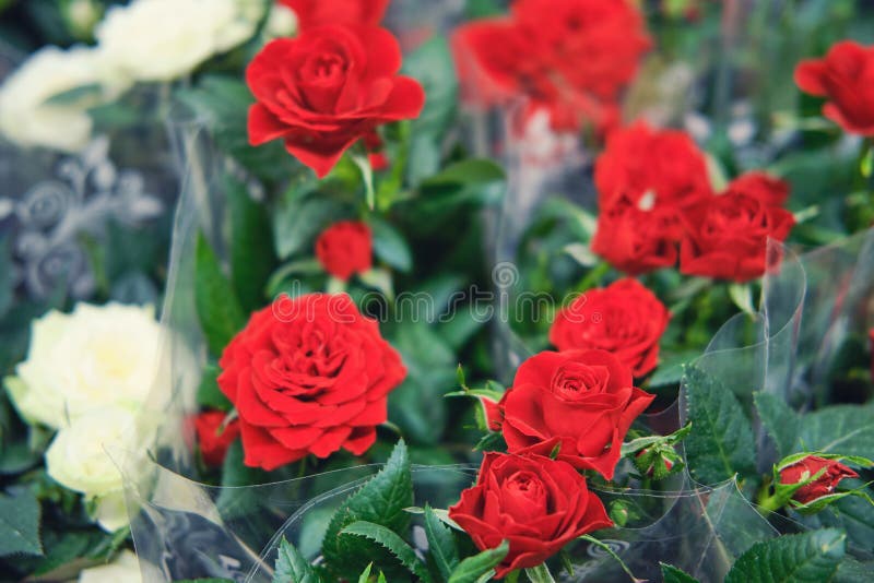 A Huge Variety of Rose Varieties is Formed by Crossing and Selective