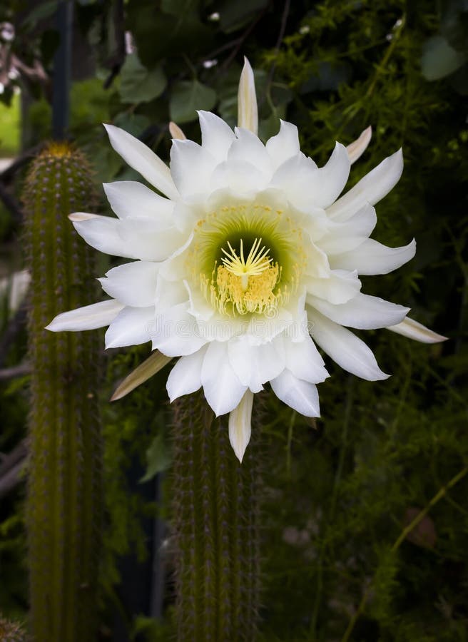 Huge White Blooming Cactus Flower in Bright Colors Stock Photo Image
