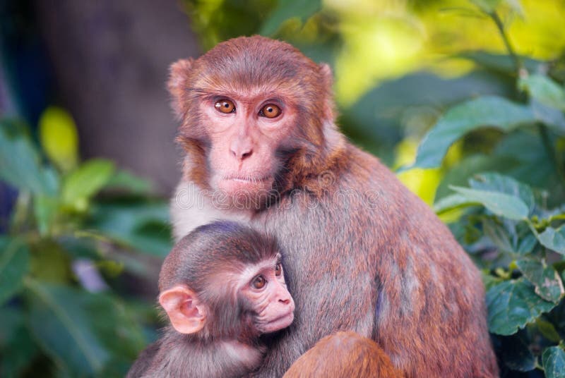 Huges do chimpanzé da matriz seu bebê bonito