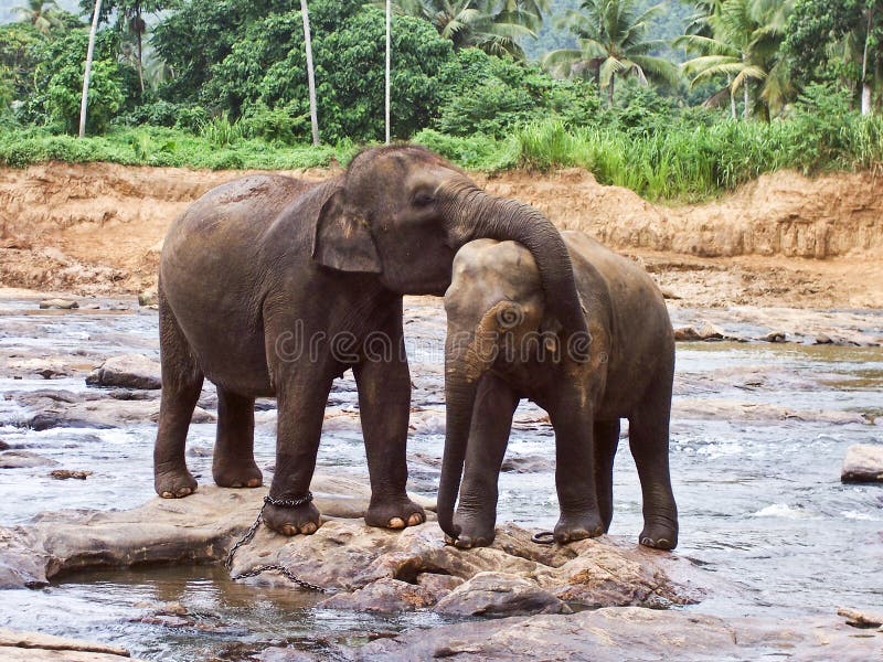 Hugging elefants touching smoothly the partner