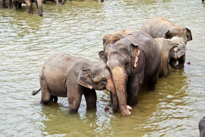 Hugging elefants touching smoothly the partner