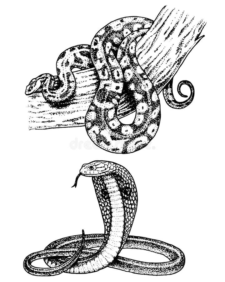 Huggormorm ormkobra och pytonorm, anakonda eller huggorm, kunglig person den inristade handen som dras i gammalt, skissar, tappni stock illustrationer Huggormorm ormkobra och pytonorm, anakonda eller huggorm, kunglig person den inristade handen som dras i gammalt, skissar, tappni stock illustrationer